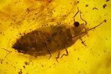 Fossil Fly, Aphid and Several Mites in Baltic Amber #163497-1